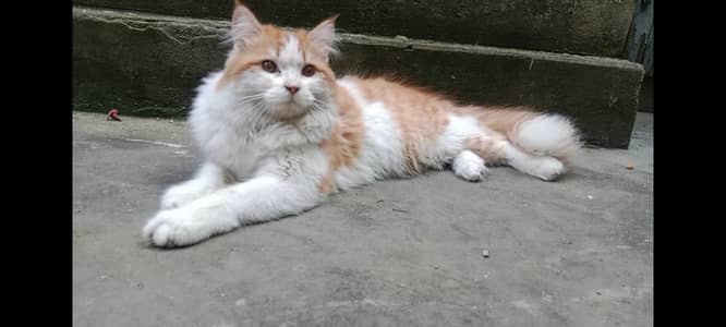 Mating Available Healthy and Active Male Cat