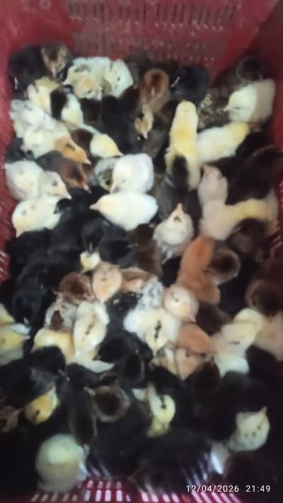 Golden misri |desi chicks |misri Chick | sliver misri | day old chicks