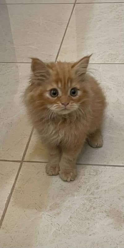 Persian cat
