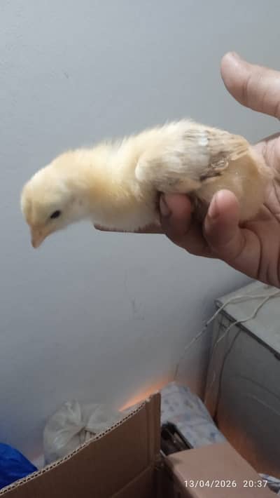 Golden misri |desi chicks |misri Chick |7 days old | 1 week old chicks