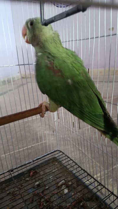 raw parrots pair for sale