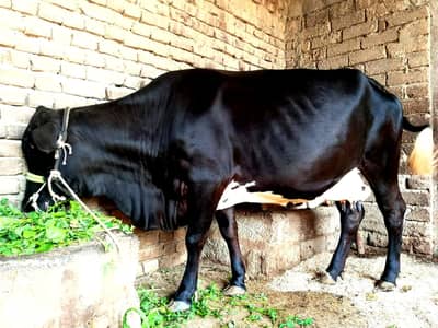 8 month 15 days pregnant Cow