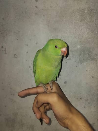 Green Ringneck