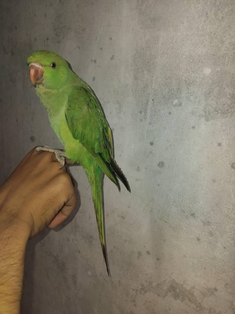 Green Ringneck 1