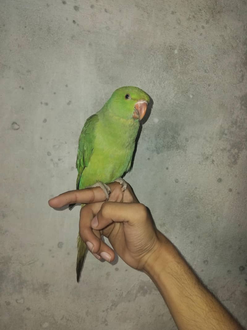 Green Ringneck 2