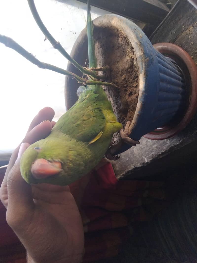 Green Ringneck 3