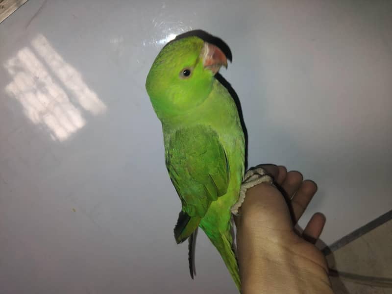 Green Ringneck 4
