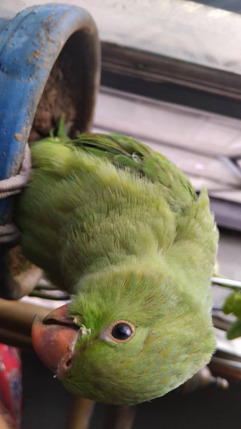 Green Ringneck 5