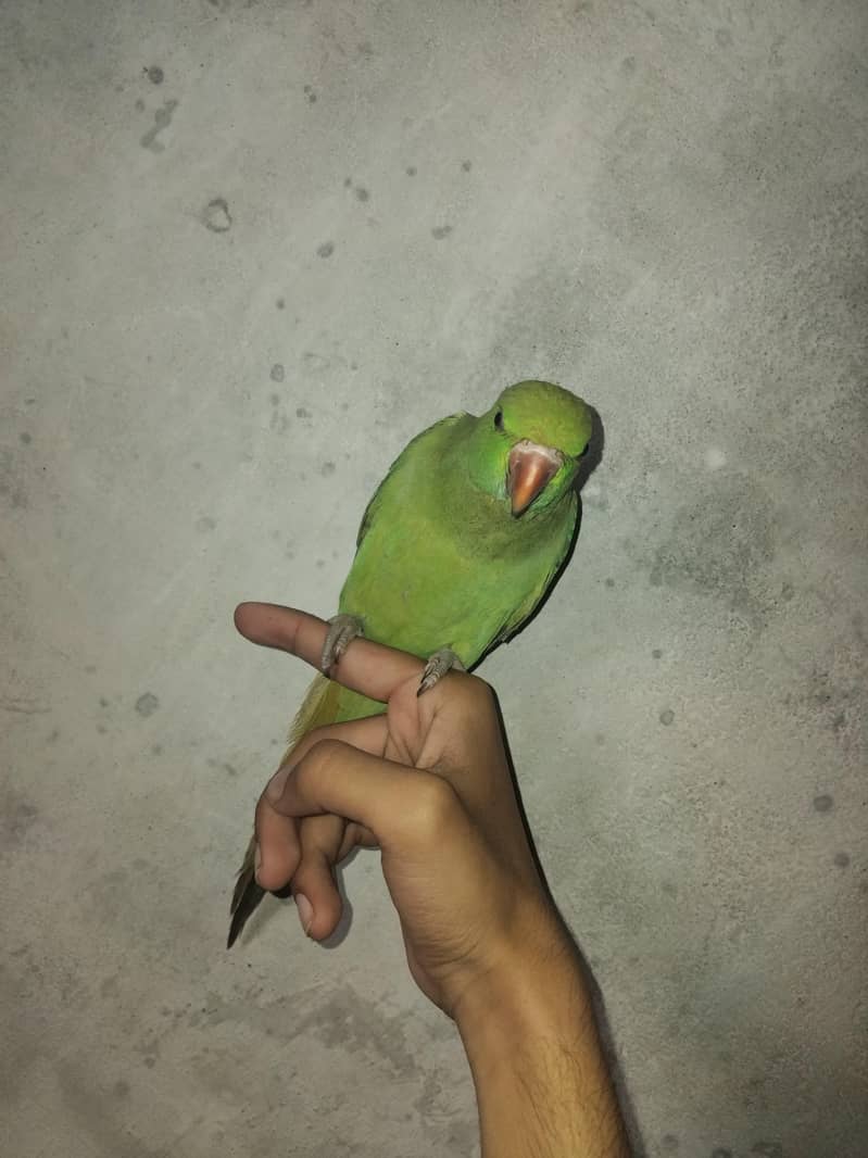 Green Ringneck 6