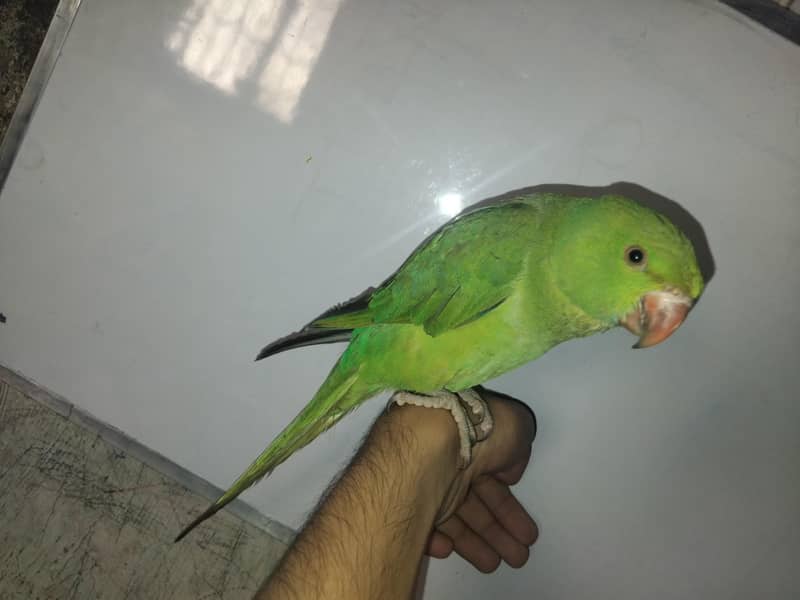 Green Ringneck 7