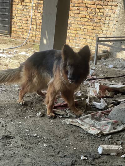 Document har chez available he confirm breeder he