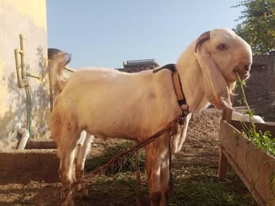 Chita Bakra The white Goat