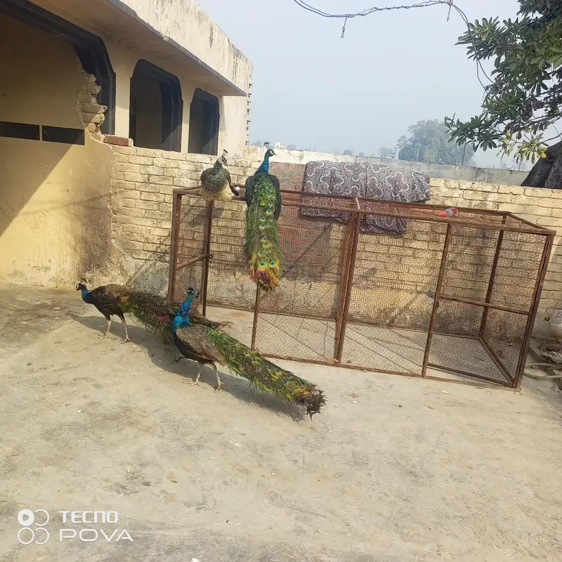 beader mor hn ap phlymarkwet sy hu ey pr a kr rate lgy achi nasl ky bn — photo 2