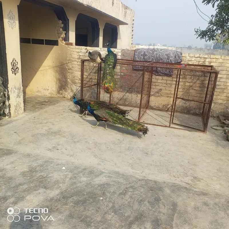 beader mor hn ap phlymarkwet sy hu ey pr a kr rate lgy achi nasl ky bn — photo 3