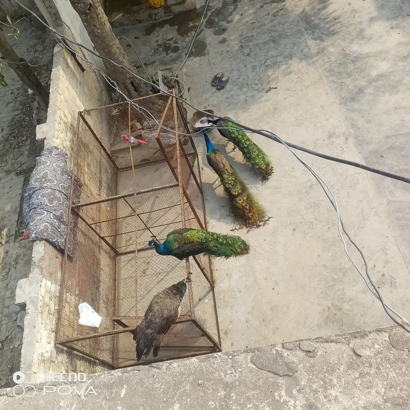 beader mor hn ap phlymarkwet sy hu ey pr a kr rate lgy achi nasl ky bn — photo 5