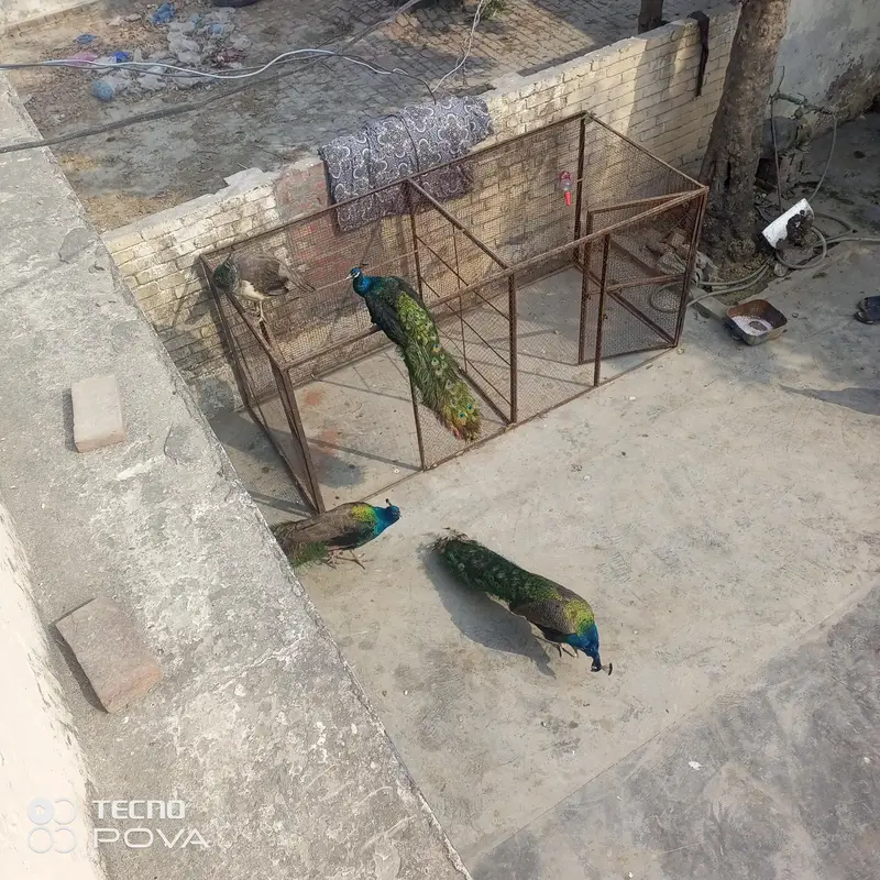 beader mor hn ap phlymarkwet sy hu ey pr a kr rate lgy achi nasl ky bn — photo 6