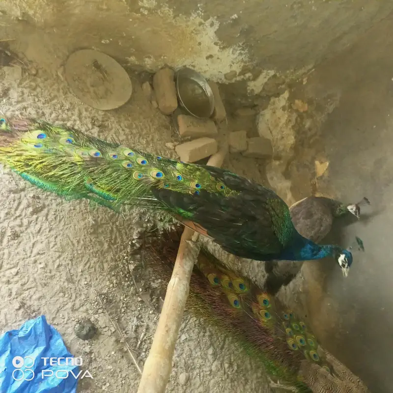 beader mor hn ap phlymarkwet sy hu ey pr a kr rate lgy achi nasl ky bn — photo 7