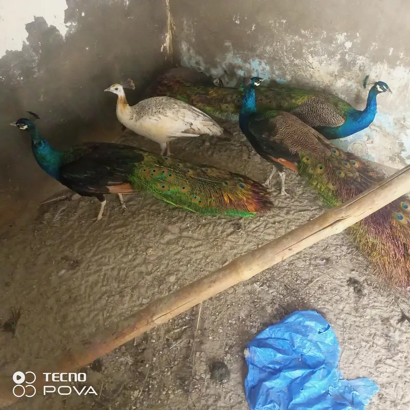 beader mor hn ap phlymarkwet sy hu ey pr a kr rate lgy achi nasl ky bn — photo 8