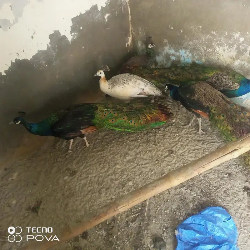beader mor hn ap phlymarkwet sy hu ey pr a kr rate lgy achi nasl ky bn — photo 9