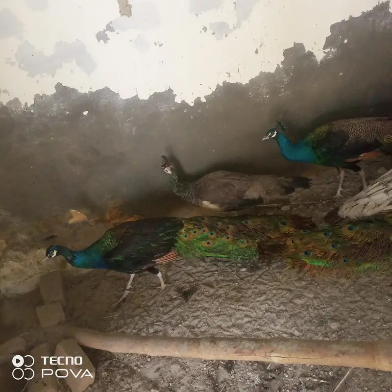 beader mor hn ap phlymarkwet sy hu ey pr a kr rate lgy achi nasl ky bn — photo 10