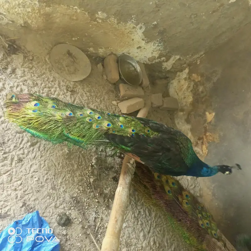 beader mor hn ap phlymarkwet sy hu ey pr a kr rate lgy achi nasl ky bn — photo 11