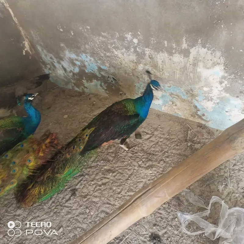 beader mor hn ap phlymarkwet sy hu ey pr a kr rate lgy achi nasl ky bn — photo 12