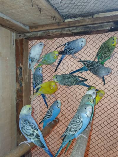 Healthy and Active Budgies