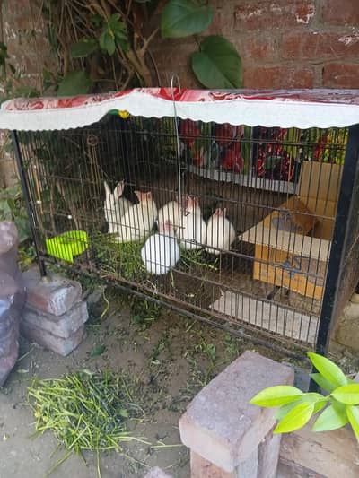 albino 6 5 weeks white baby rabbits for sale