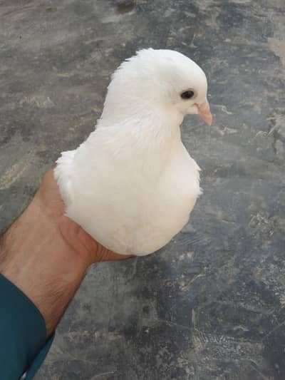 fenci kabooter ka jora Aor unka bacha bhi Sath me he