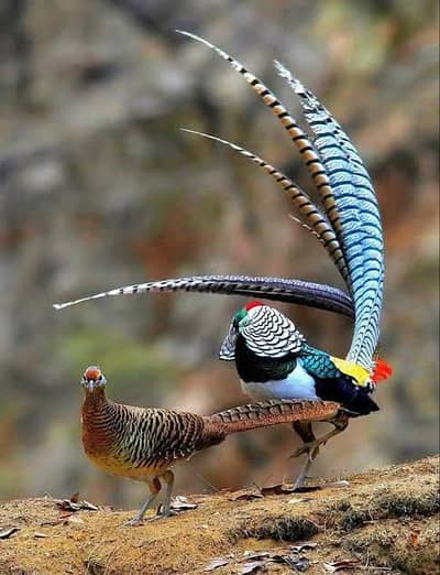 Healthy and Active birds