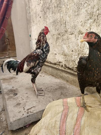 aseel Sindhi pair with five egg
