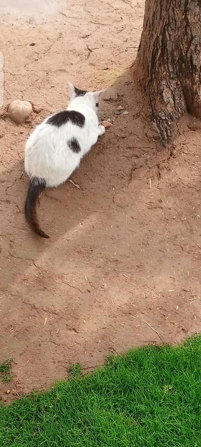 Beautiful cat selling