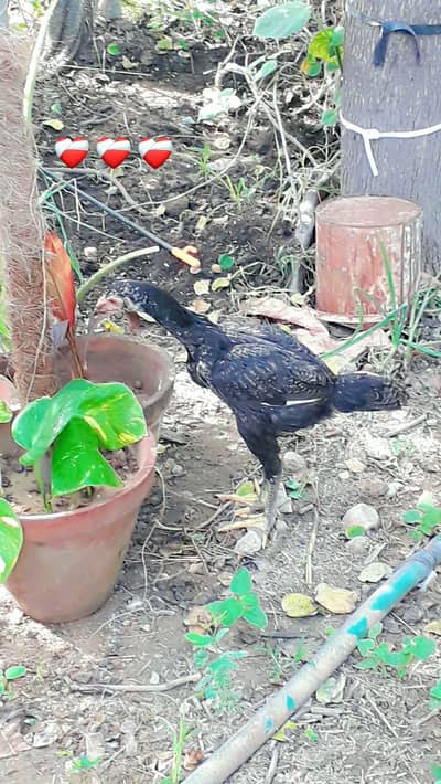 2 aseel chick masha Allah