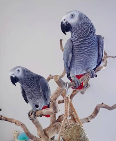 African grey parrot only WhatsApp 03359075409