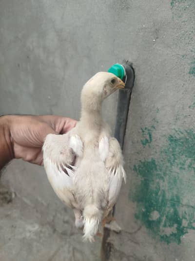 Aseel Heera Chicks Available