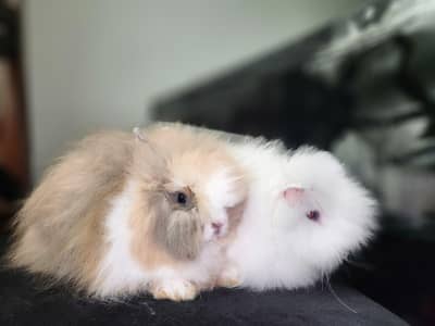 teddy bear dwarf rabbits
