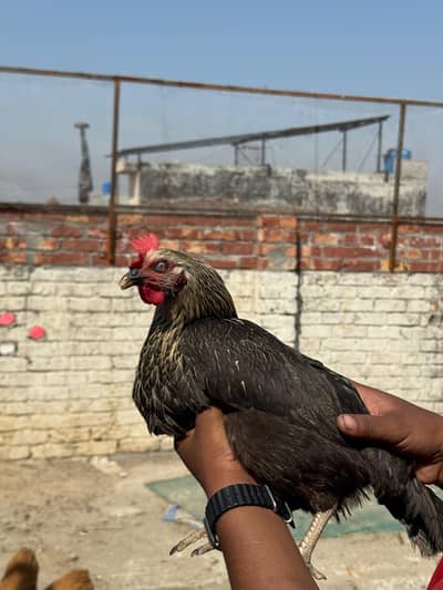 eggs laying hens 1300rs kg