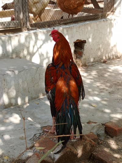 parrot beak cross male for sale