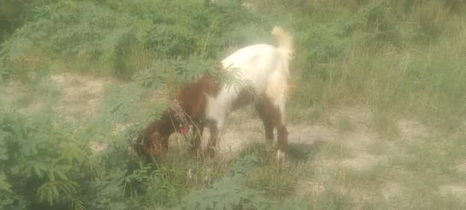 4 female patari nasal  7. to 8 month