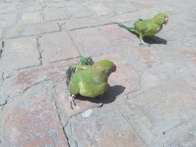 Pair of chicks of parrot