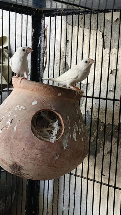 Glowing White bengalese finches