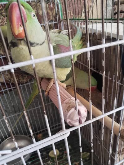 raw parrot for sale 45k