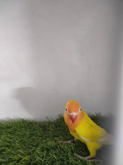 lutino fishri black eyes / ino / blue female with dna opaline parents