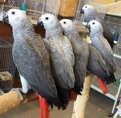 African grey parrot only WhatsApp 03359075409