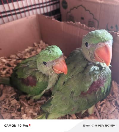 raw parrot mob no 0309 22 333 73