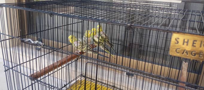 Budgies and cages