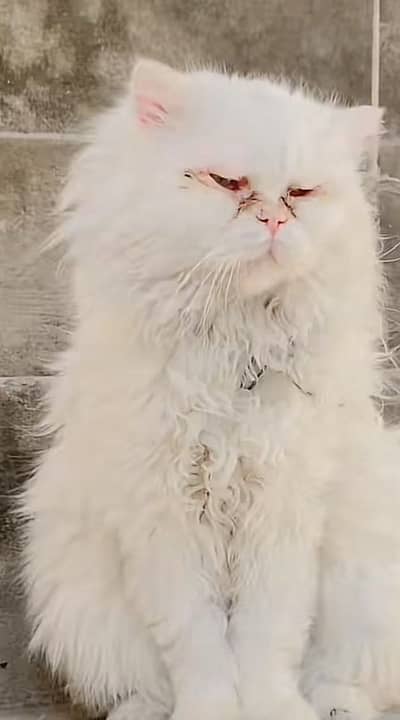 Pershion male for sale