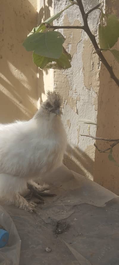 white silkie male