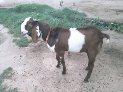 Desi Betal Bakra
