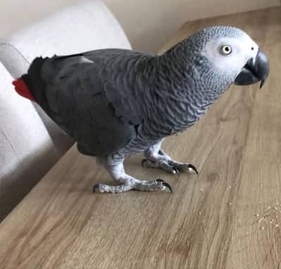 African grey parrot chicks for sale contact number (03086445540)